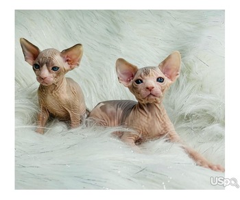 Blue tabby sphynx kittens for sale