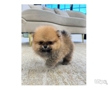 Pomeranian puppy for adoption