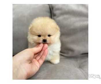 Pomeranian puppy for adoption