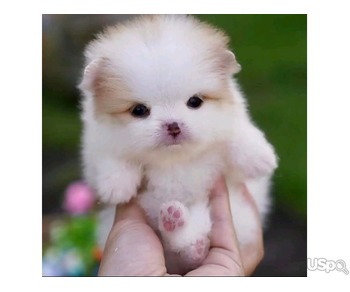 Pomeranian puppy for adoption