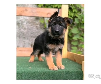 German Shepherd Puppies available for adoption