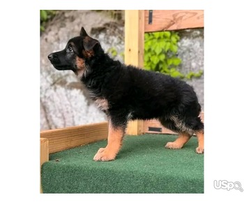 German Shepherd Puppies available for adoption