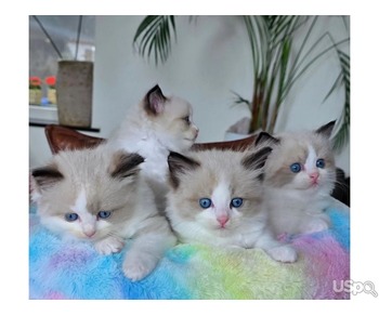 3 Stunning Ragdoll Kittens for sale