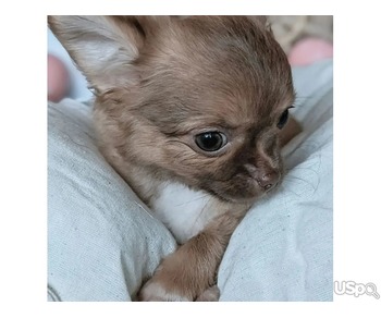 Stunning Chihuahua babies for sale