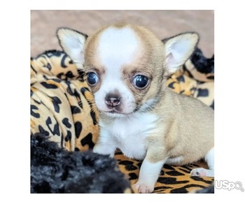 Stunning Chihuahua babies for sale