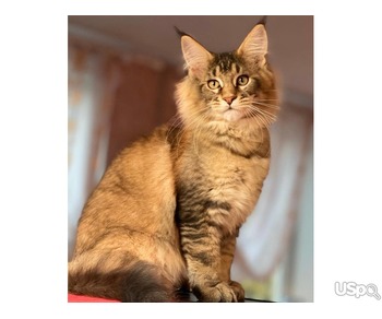 Stunning mainecoon kitten for sale