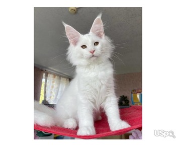 Stunning mainecoon kitten for sale