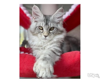 Stunning mainecoon kitten for sale