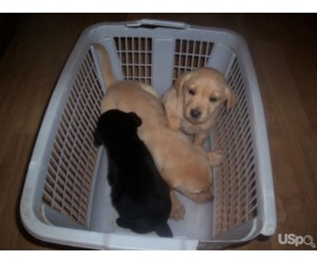 Gorgeous Male and Female Golden Retriever Puppies