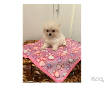 Beautiful Pomeranian puppies for sale