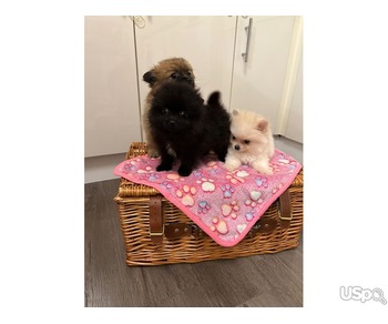 Beautiful Pomeranian puppies for sale