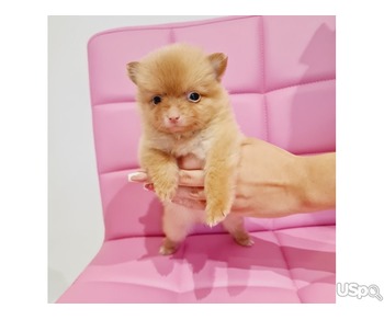 Beautiful Pomeranian puppies for sale