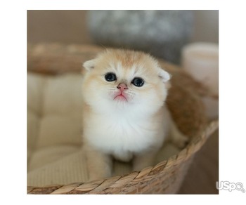 Purebred Scottish Fold Kitten Ready