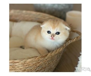 Purebred Scottish Fold Kitten Ready