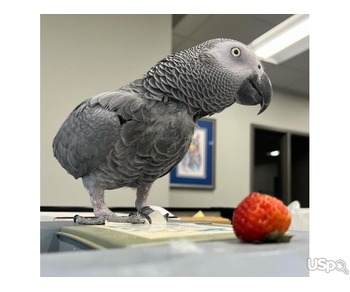 Tamed African Grey Parrots For Sale