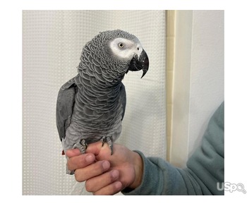 Tamed African Grey Parrots For Sale