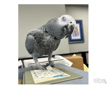 Tamed African Grey Parrots For Sale