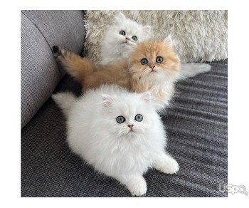 Gorgeous Persian Cat available