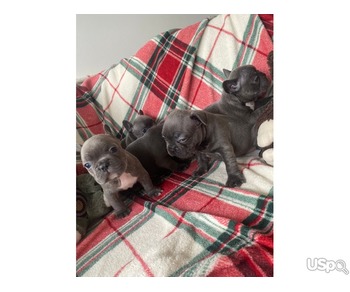 Blue French bulldog Available