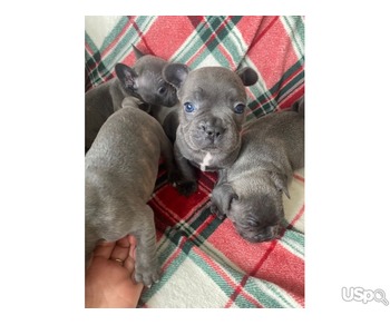 Blue French bulldog Available