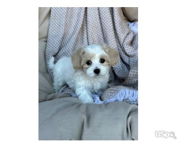 Maltese puppy's for adoption