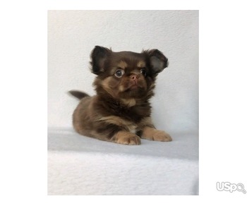 Adorable chihuahua puppy for adoption