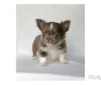 Adorable chihuahua puppy for adoption