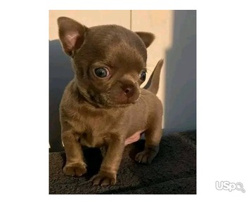 Adorable chihuahua puppy for adoption