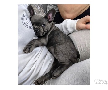 FEMALE FRENCH BULL DOG PUPPY