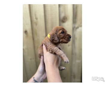 Cavapoos Puppies Available