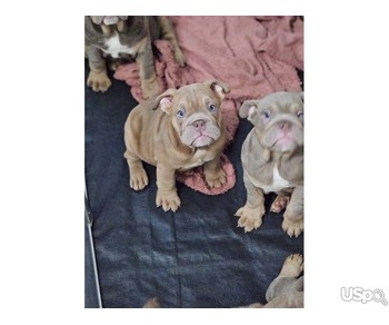 ENGLISH BULLDOG AVAILABLE