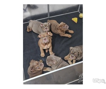 ENGLISH BULLDOG AVAILABLE