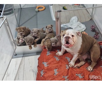 ENGLISH BULLDOG AVAILABLE