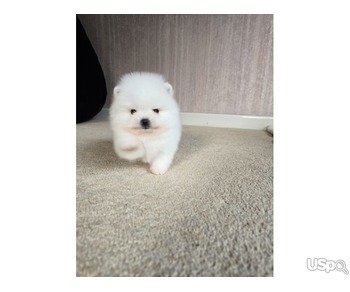 Royal Blood Pomeranian small size