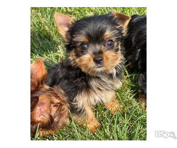 Stunning Chihuahua, Corgi, Yorkie babies for sale