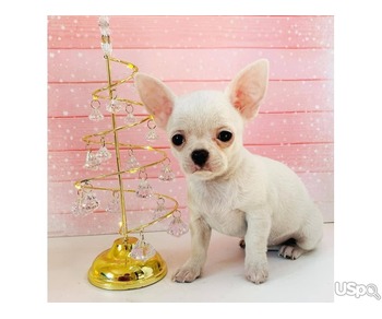 Stunning Chihuahua, Corgi, Yorkie babies for sale