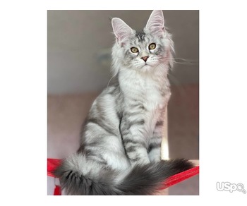 Stunning Mainecoon kitten for sale