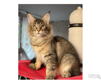 Stunning Mainecoon kitten for sale