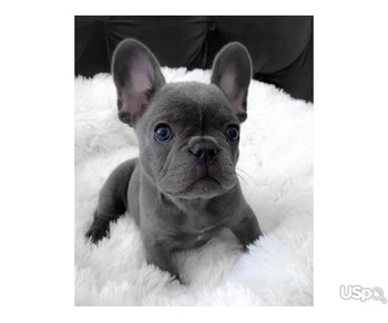 Mini French bulldog for sale