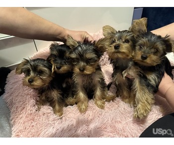 2 cachorros machos mini Yorkshire terrier en venta