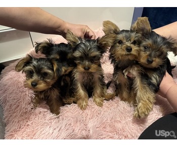 2 cachorros machos mini Yorkshire terrier en venta