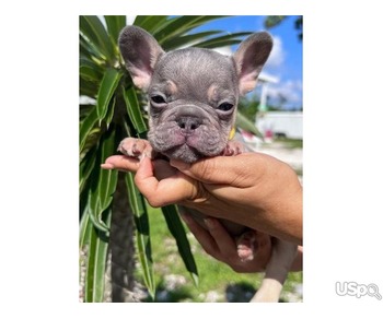 Stunning Frenchies Puppies For Sale