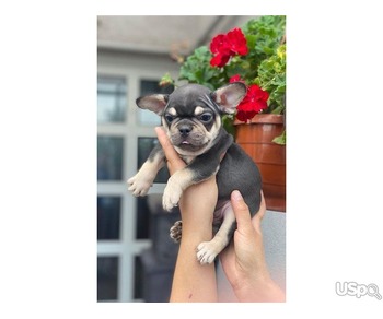 Stunning Frenchies Puppies For Sale