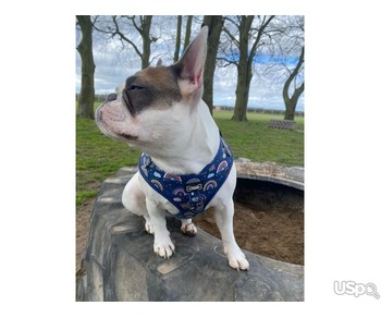 Frenchies Puppies Available For Sale