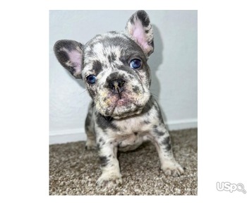 Frenchies Puppies Available For Sale