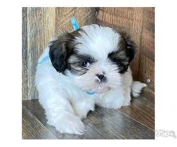 Lovely and Adorable Shih Tzu Puppies for X-mass