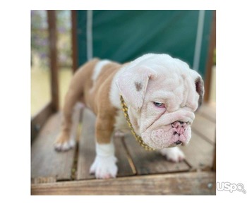 English bulldog puppies for sale