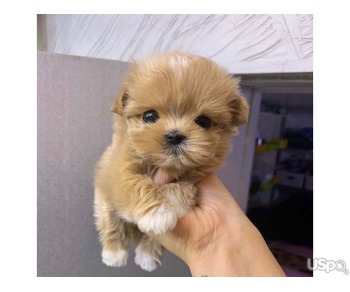 Toy poodle and teacup Maltese puppies available for sale