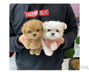 Toy poodle and teacup Maltese puppies available for sale