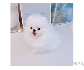 Pomeranian puppy for adoption